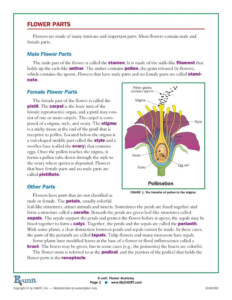 Flower Anatomy Pdf Printable Worksheets