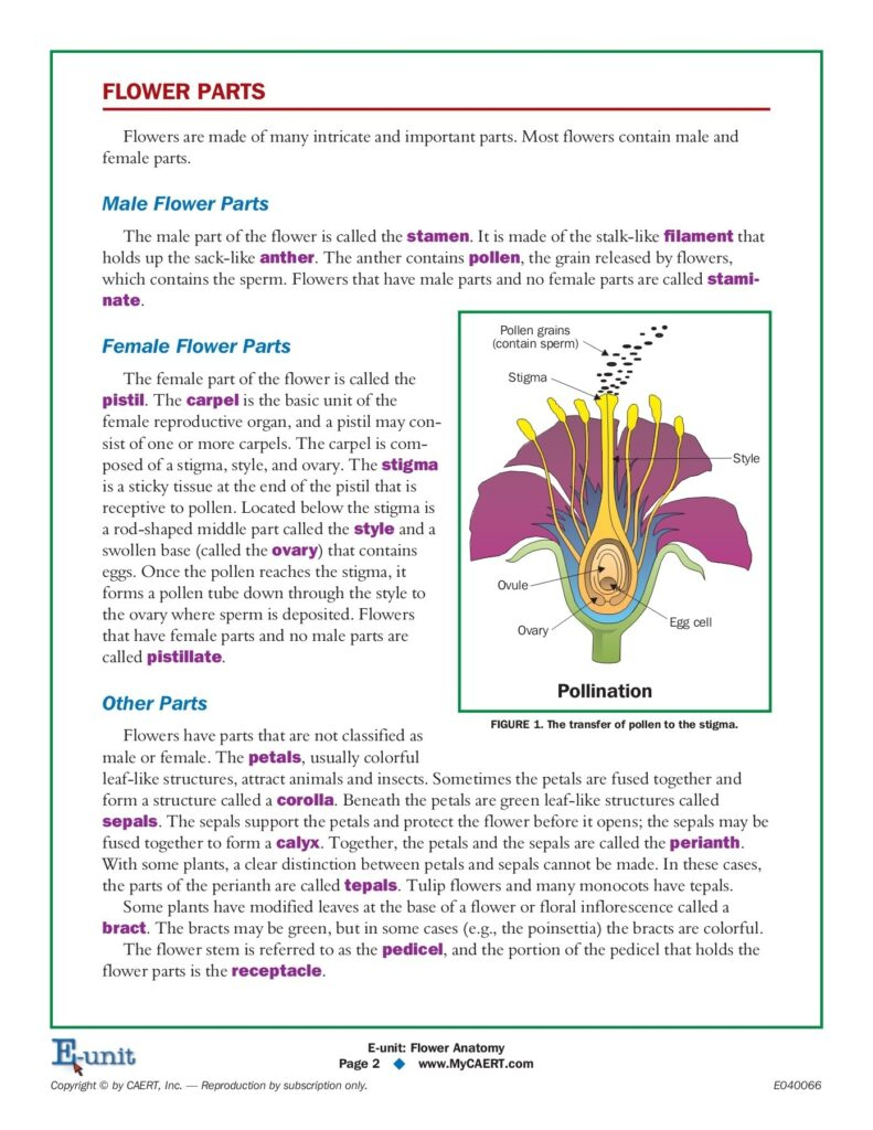 Flower Anatomy Pdf Printable Worksheets