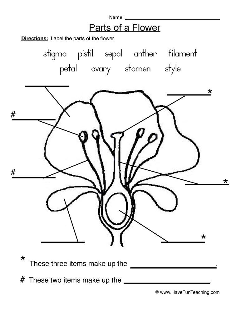 Flower Parts Of A Plant Worksheet By Teach Simple