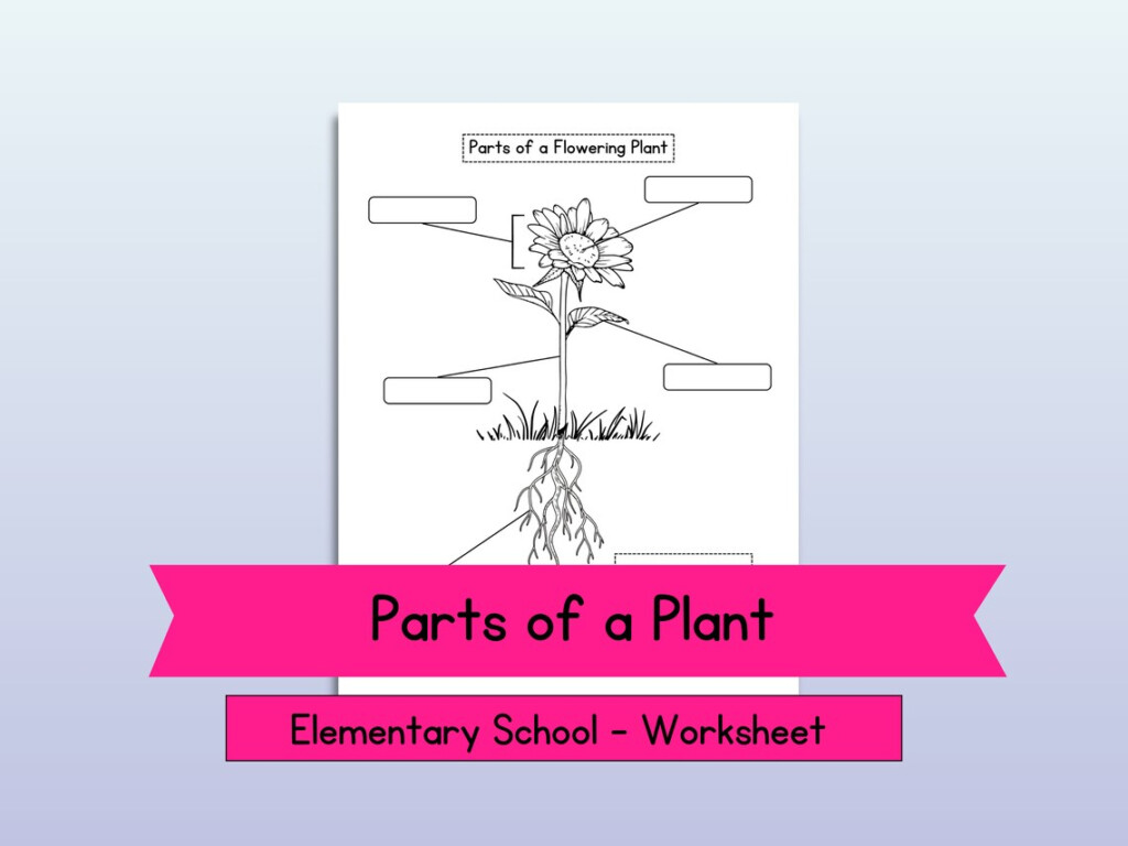 Flowering Plant Labeling Printable Worksheet Activity For Kindergarten 