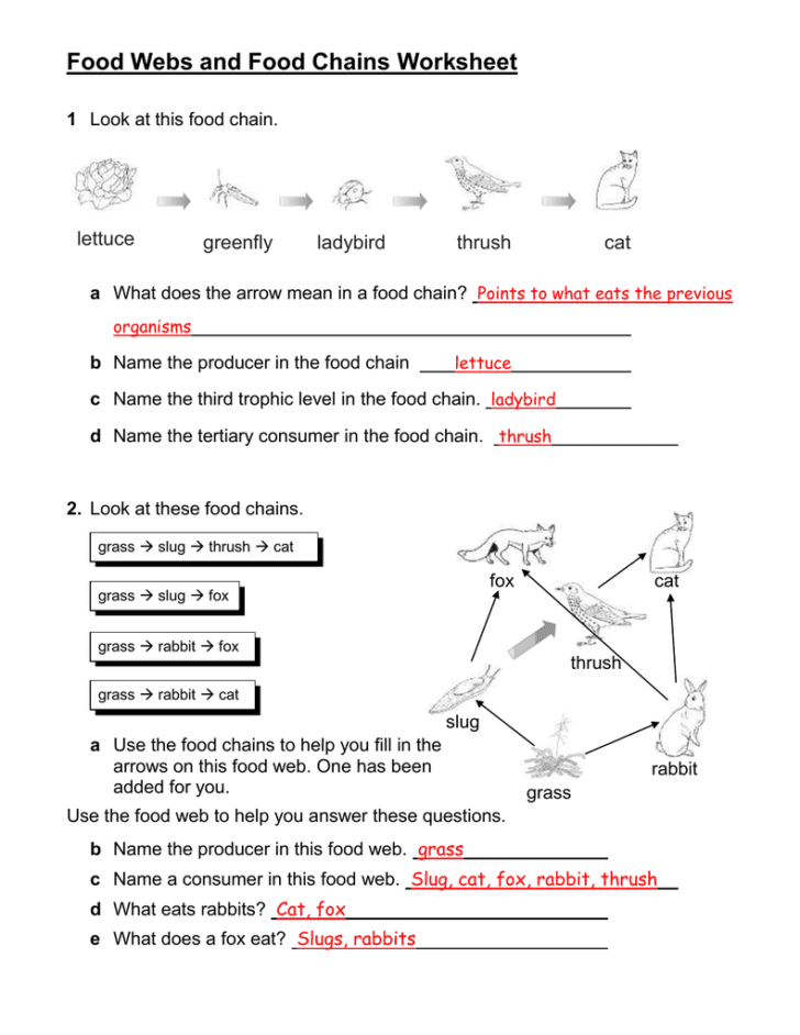 Food Chain And Food Web Worksheet Answer Key