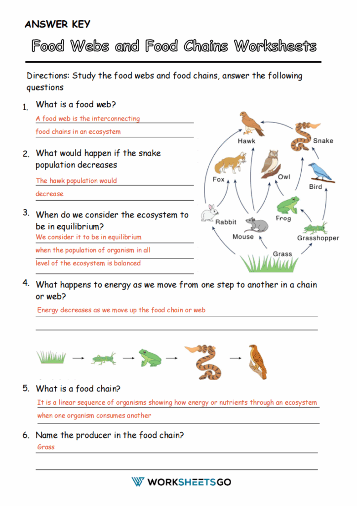 Food Chain Worksheet Answer Key