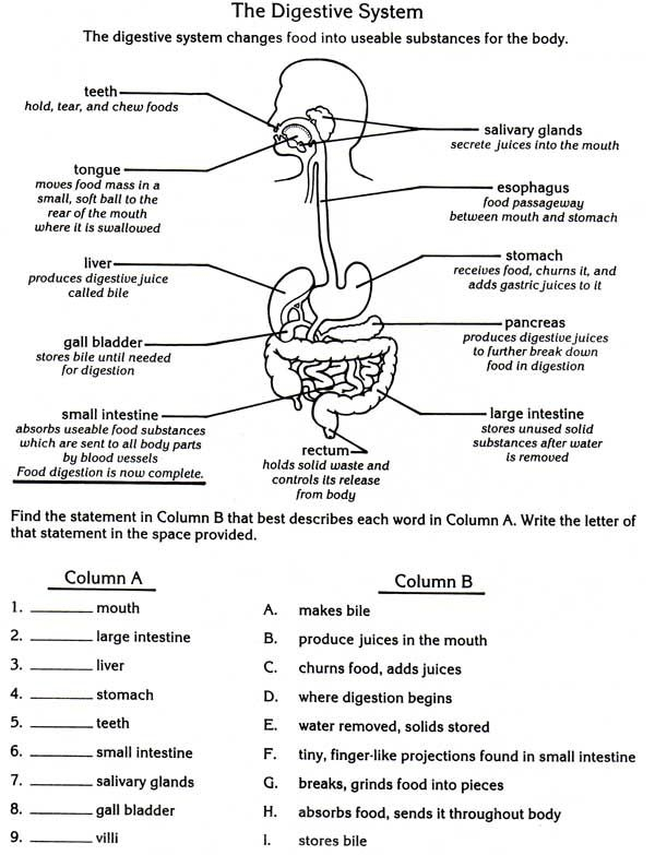 Food Digestion Worksheets QUESTION Why Are Teeth An Important 