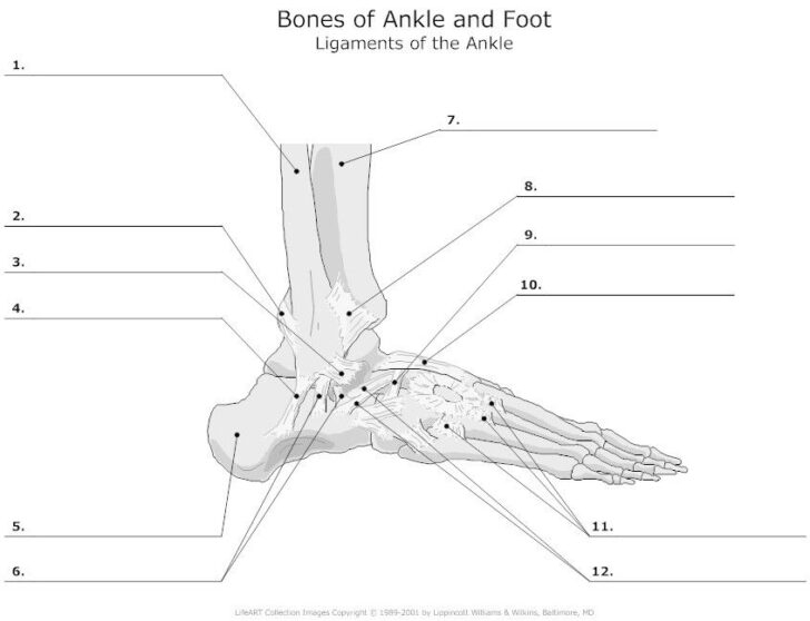 Foot And Ankle Anatomy Worksheet Anatomy Worksheets