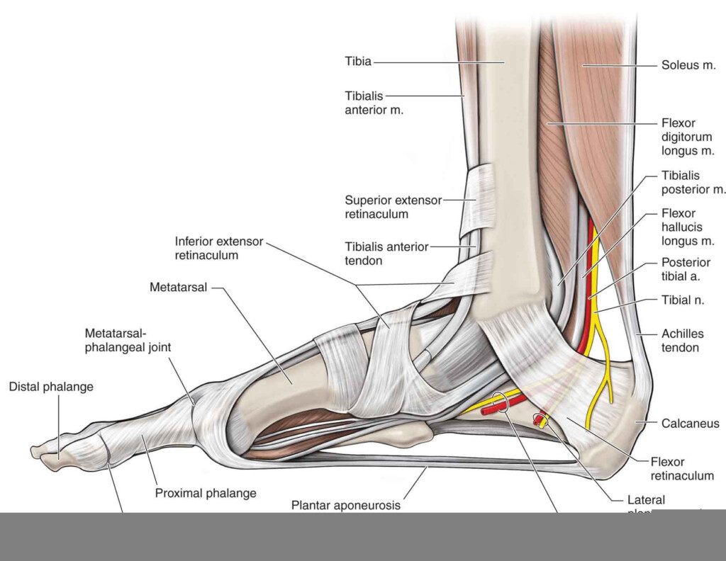 Foot And Ankle Anatomy Worksheet Anatomy Worksheets