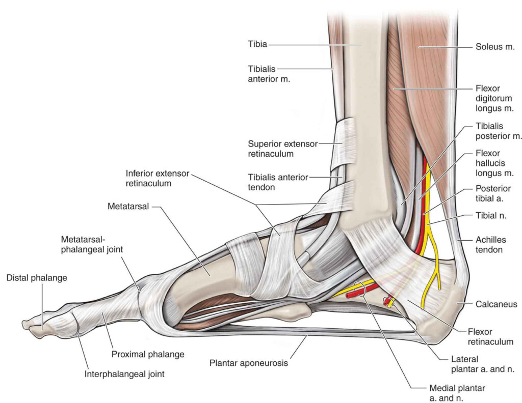 Foot And Ankle Anatomy Worksheet Anatomy Worksheets