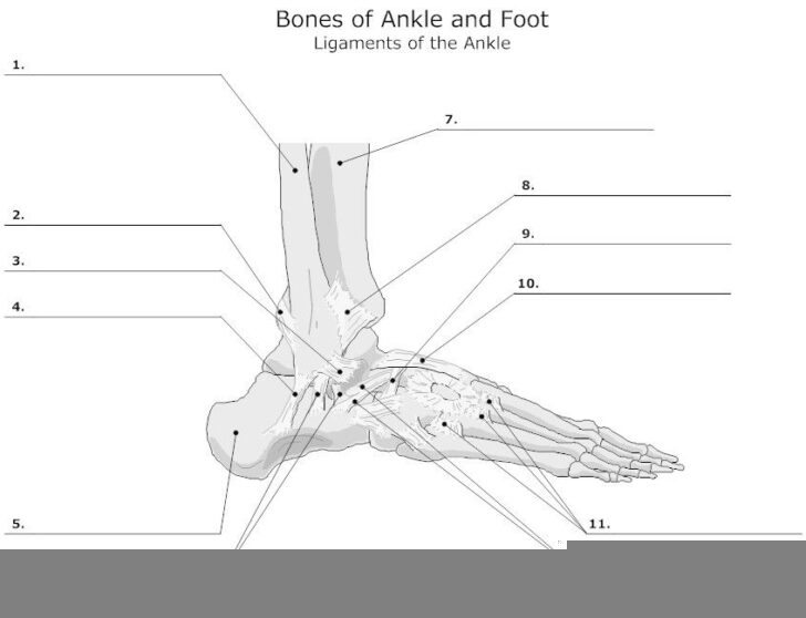 Foot And Ankle Anatomy Worksheet Anatomy Worksheets