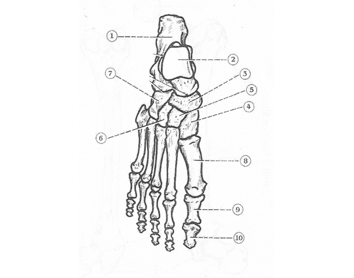 Foot And Ankle Anatomy Worksheet Anatomy Worksheets