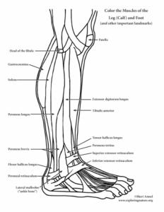 Foot And Ankle Anatomy Worksheet Math Worksheets For Kids