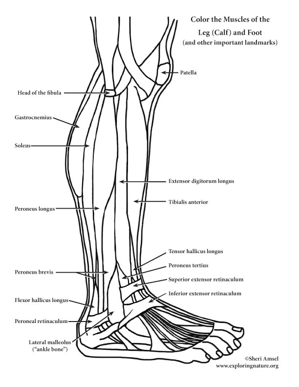 Foot And Ankle Anatomy Worksheet Math Worksheets For Kids