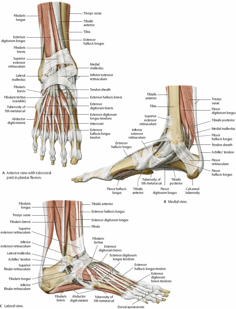 Foot And Ankle Anatomy Worksheet Math Worksheets For Kids