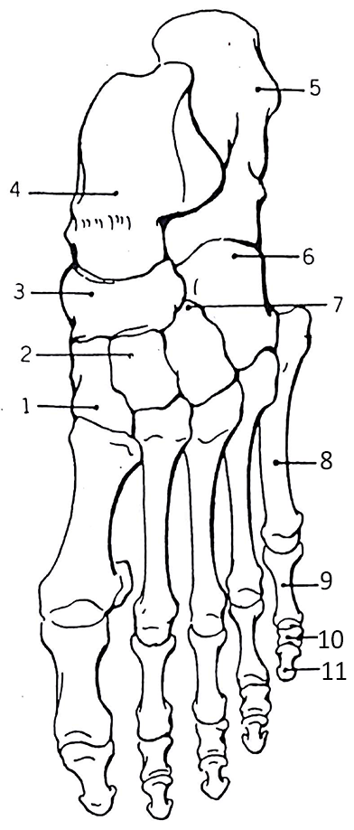 Foot And Ankle Anatomy Worksheet Math Worksheets For Kids