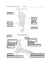Foot And Ankle Worksheet docx Ankle Foot Worksheet 50 Points NAME 