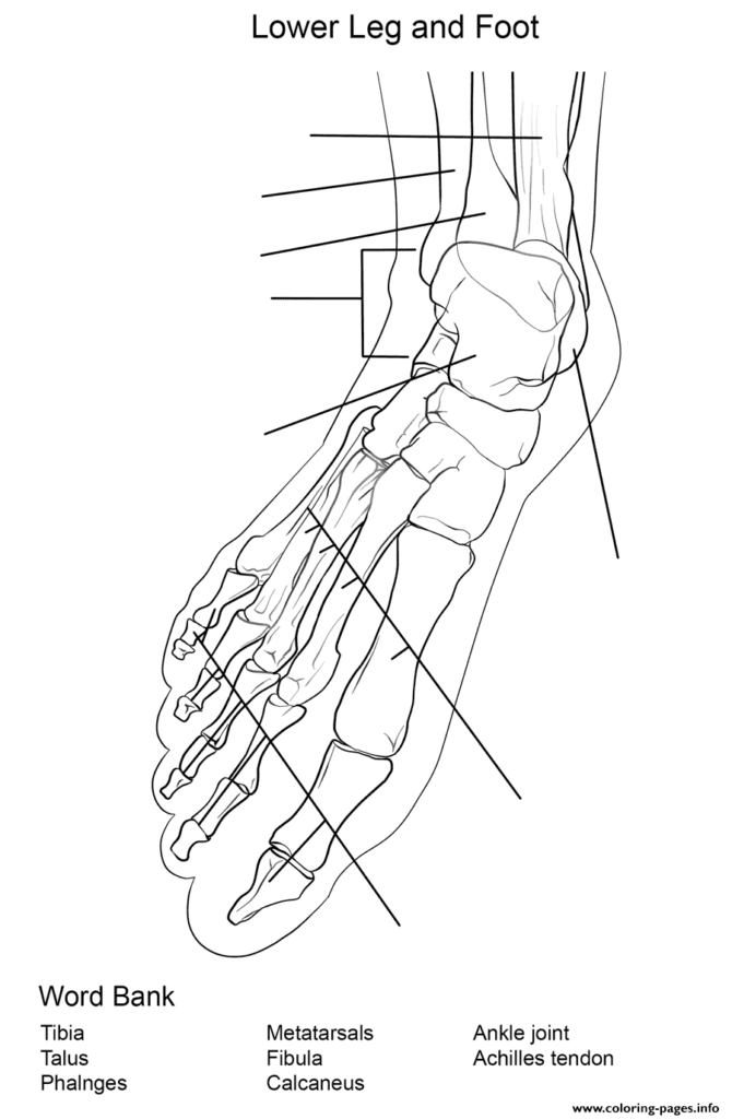 Foot Bones Anatomy Worksheet Coloring Page Printable
