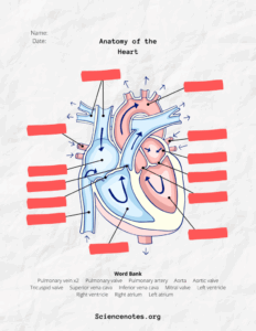 Free Anatomy And Physiology Worksheets Printable Worksheets