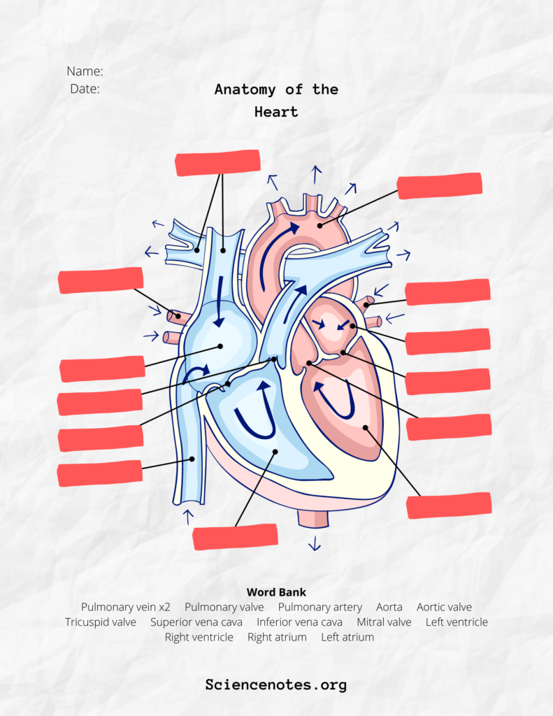 Free Anatomy And Physiology Worksheets Printable Worksheets