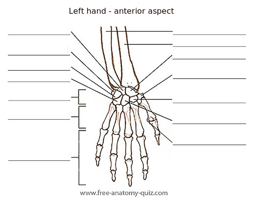 Free Anatomy Quiz The Bones Of The Hand anterior Image