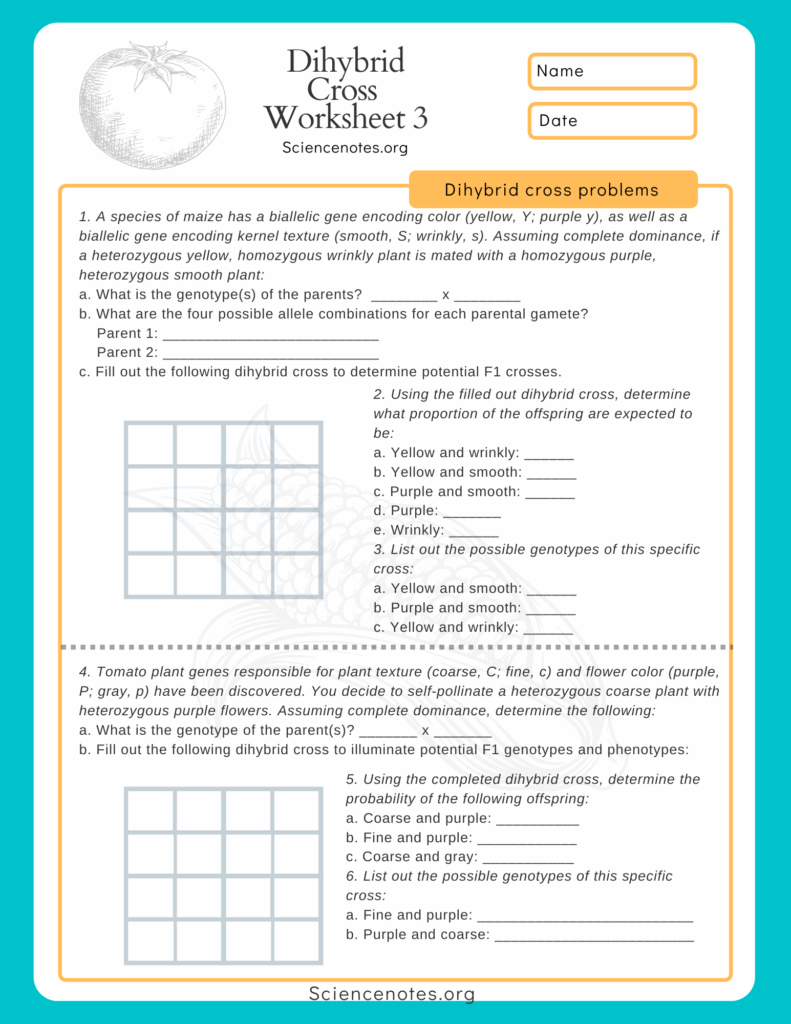 Free Biology Genetics Worksheet Download Free Biology Genetics 