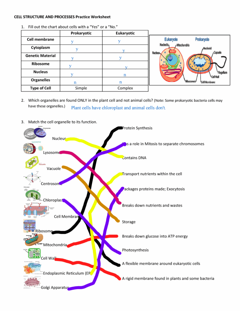 Free Cell Structure And Function Worksheet Answers Download Free Cell 
