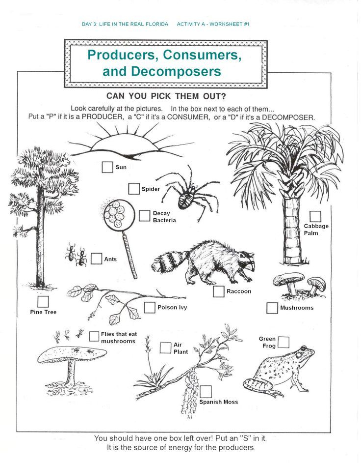 Free Ecosystem Worksheets