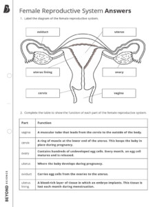 Free Female Reproductive System Worksheet Download Free Female