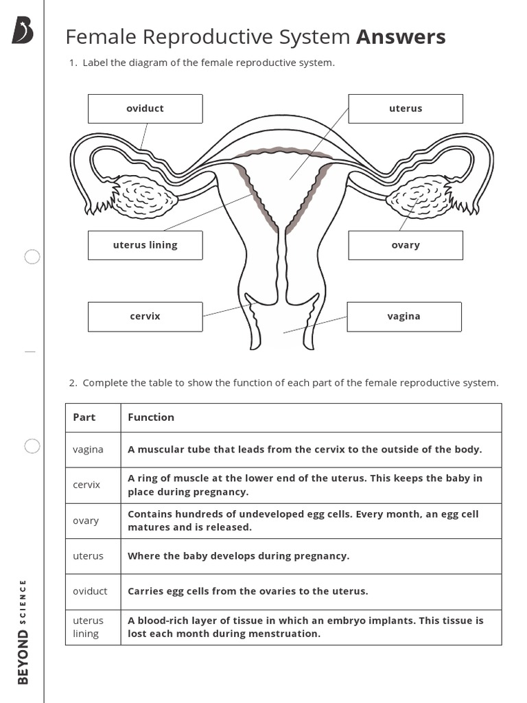 Free Female Reproductive System Worksheet Download Free Female 