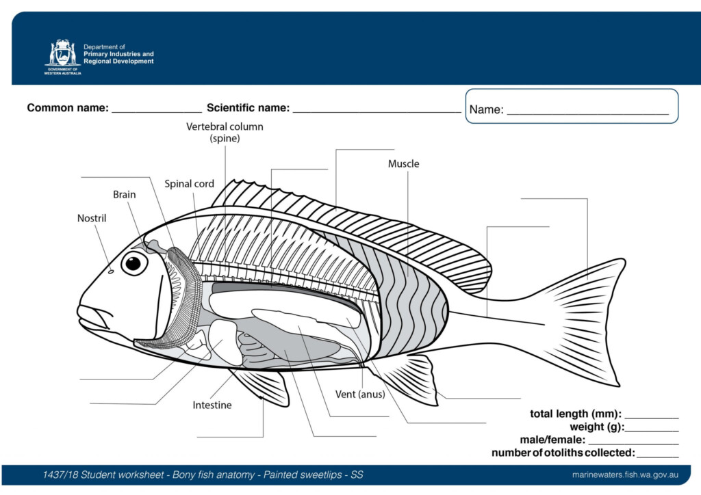 Free Fish Anatomy Worksheet Download Free Fish Anatomy Worksheet Png 