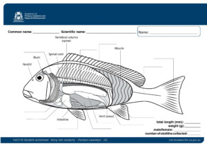 Free Fish Anatomy Worksheet Download Free Fish Anatomy Worksheet Png