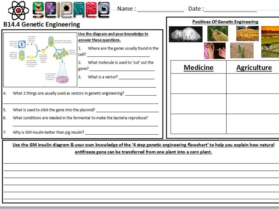 Free Genetic Engineering Worksheet Download Free Genetic Engineering 
