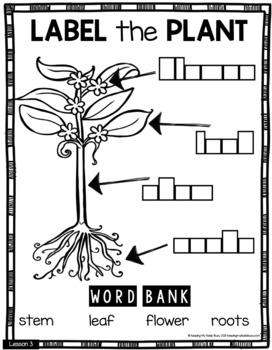 FREE Label The Plant Activity Kindergarten Botany First Grade Science