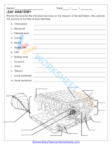 Free Leaf Anatomy Worksheet Key Download Free Leaf Anatomy Worksheet