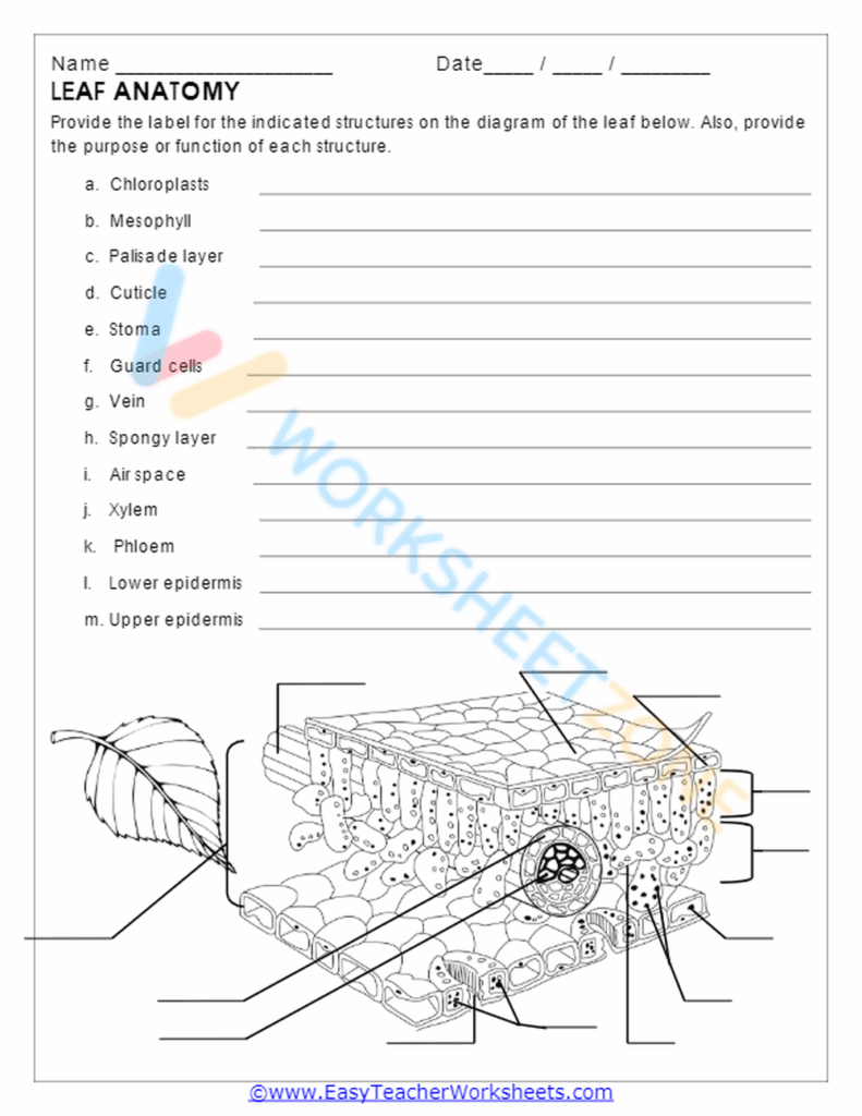Free Leaf Anatomy Worksheet Key Download Free Leaf Anatomy Worksheet 