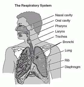 Free Lung Worksheets Human Physiology Study Guide For McGraw Hill 39 s