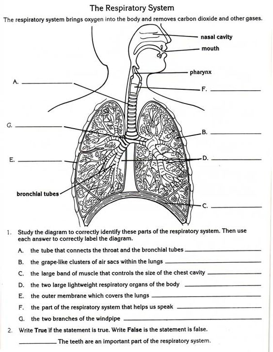 Free Lung Worksheets Respiratory System Homeschool Stuff 