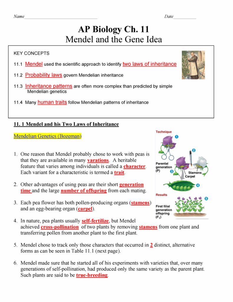 Free Mendel Genetics Worksheet Download Free Mendel Genetics Worksheet 