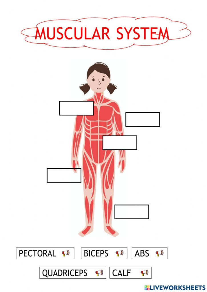 Free Muscular System For Kids Worksheet Download Free Muscular System 