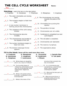 Free Phases Of The Cell Cycle Worksheet Answers Download Free Phases
