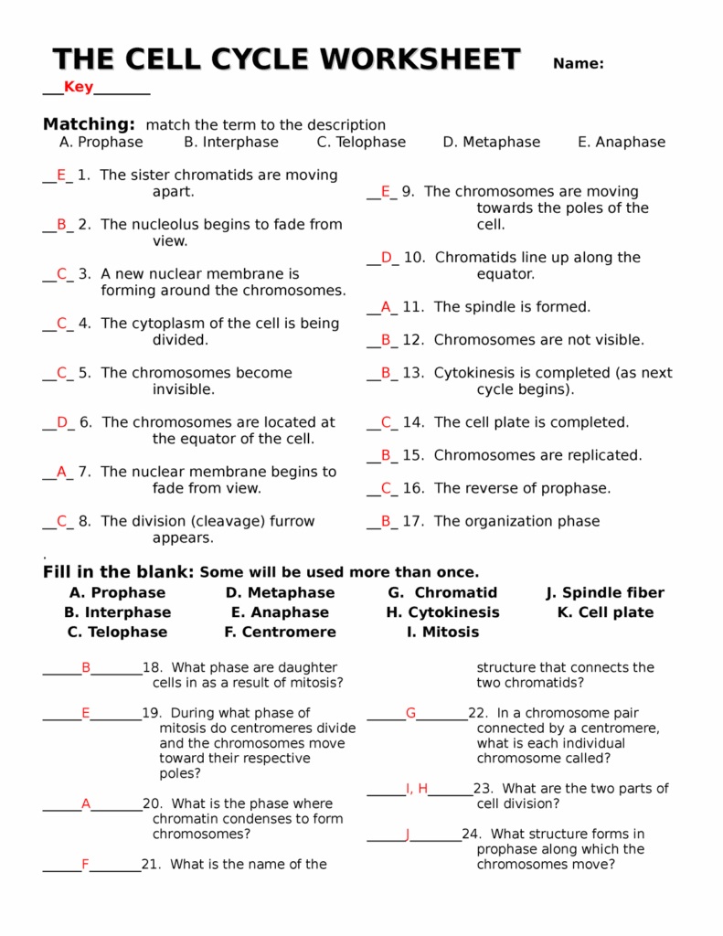 Free Phases Of The Cell Cycle Worksheet Answers Download Free Phases 