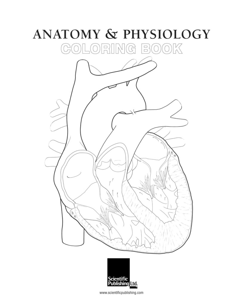 Free Printable Anatomy And Physiology Coloring Pages A Fun Way To Learn