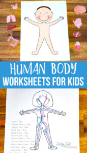 Free Printable Anatomy Worksheets