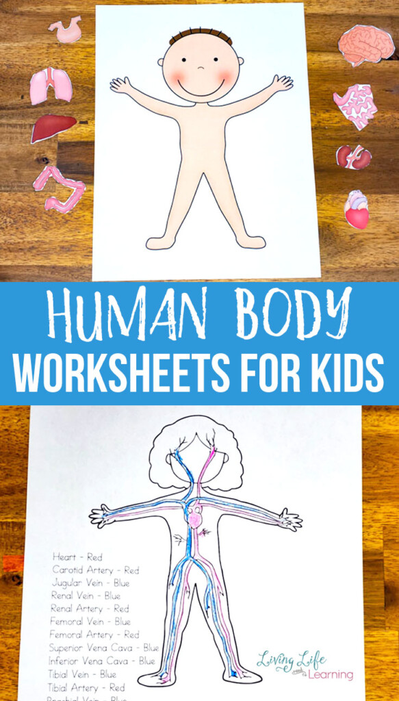 Free Printable Anatomy Worksheets