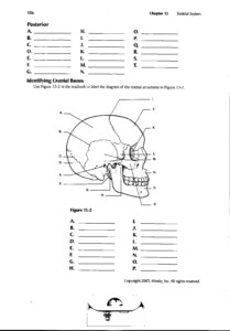 Free Printable Anatomy Worksheets Pdf