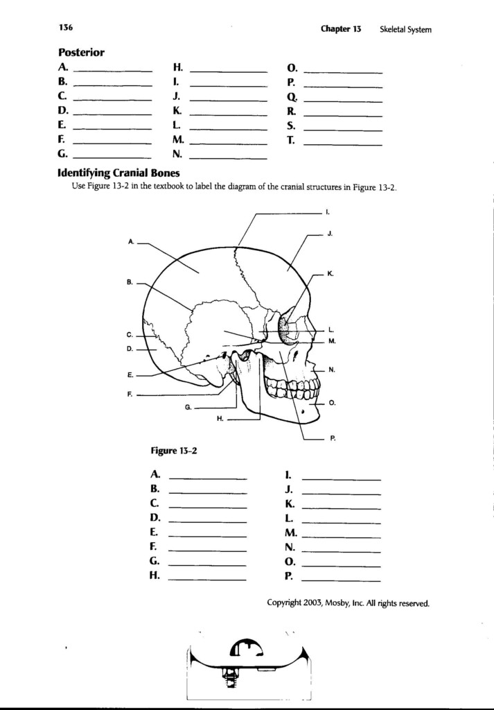 Free Printable Anatomy Worksheets Pdf