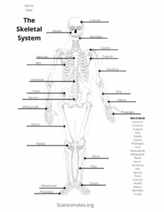 Free Printable Anatomy Worksheets Pdf Printable Worksheets