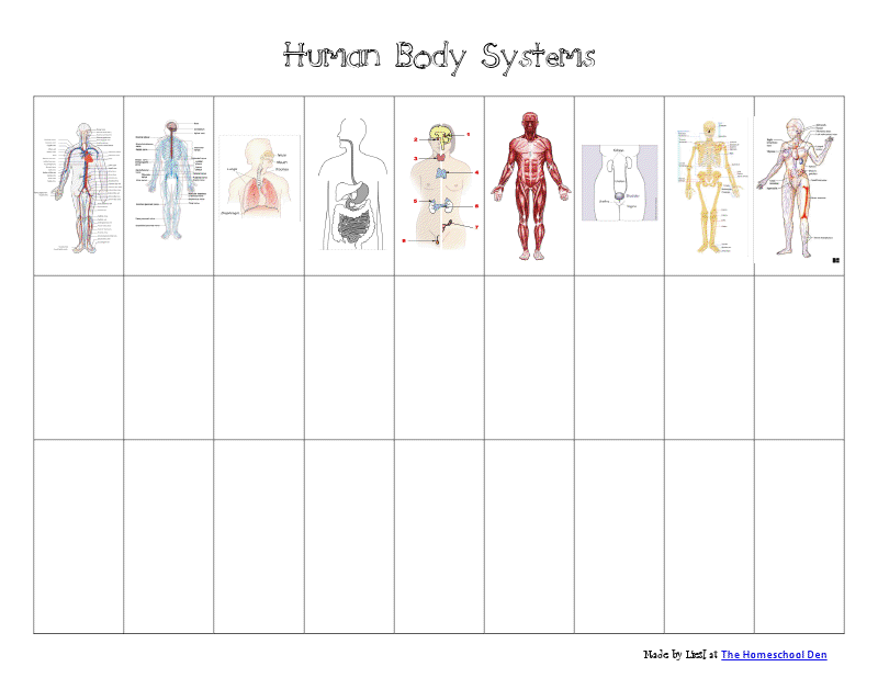 Free Printable Body Systems Worksheets Anatomy Worksheets