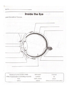 Free Printable Eye Anatomy Worksheets Anatomy Worksheets