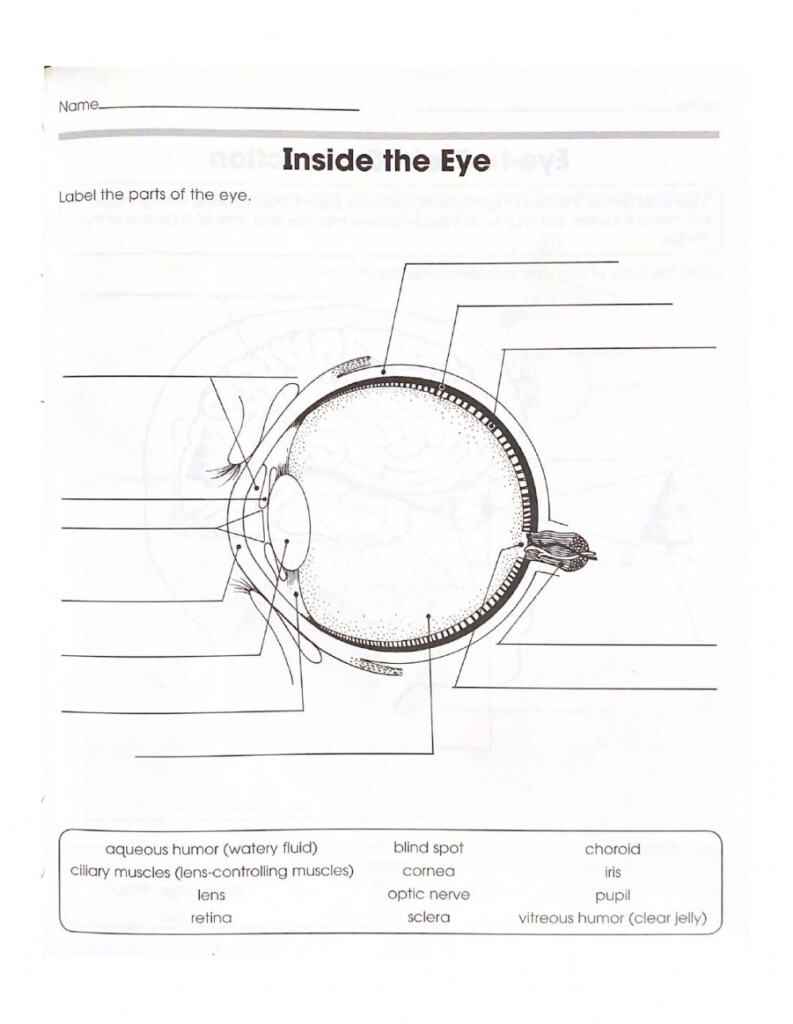 Free Printable Eye Anatomy Worksheets Anatomy Worksheets
