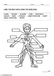 Free Printable Human Anatomy Worksheets Anatomy Worksheets
