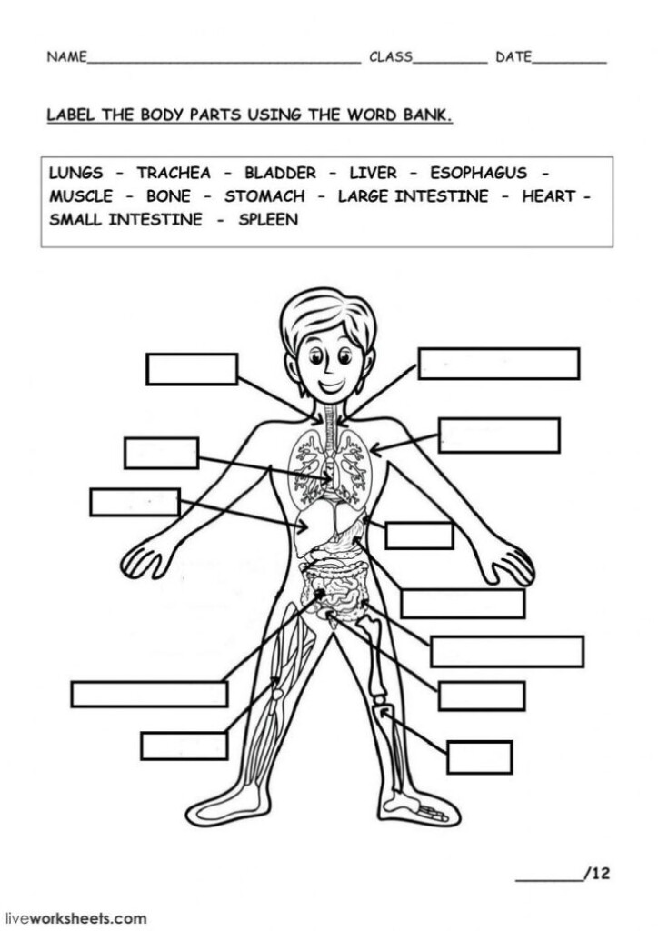 Free Printable Human Anatomy Worksheets Anatomy Worksheets