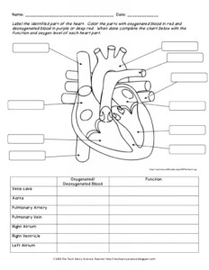 Free Printable Human Anatomy Worksheets Lexia 39 s Blog